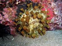 Telmatactis