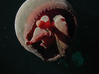 Tiburonia granrojo