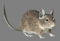 Image of: Octodon degus (degu)