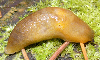 Malacolimax tenellus
