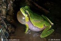 Hyla arborea - European Treefrog