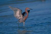 Egretta rufescens - Reddish Egret