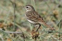 Anthus berthelotii - Berthelot's Pipit