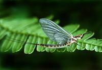 Image of: Hexagenia