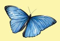 Image of: Morpho menelaus