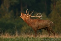 Cervus elaphus - Red Deer