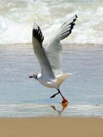 Image of: Larus cirrocephalus (grey-hooded gull)