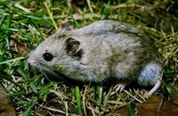 Cricetulus barabensis - Striped Dwarf Hamster