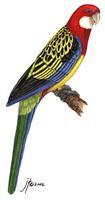 Image of: Platycercus eximius (eastern rosella)