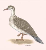 Image of: podica senegalensis (African finfoot)