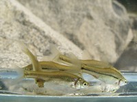 Pseudorasbora parva - Topmouth Gudgeon