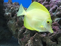 Zebrasoma flavescens - Lemon Sailfin