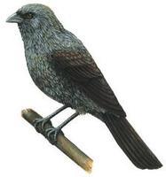 Image of: Struthidea cinerea (apostlebird)