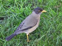 Image of: Turdus falcklandii (austral thrush)