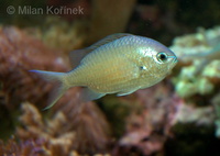 Chromis viridis - Blue Green Chromis