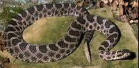 Image of: Sistrurus catenatus (eastern massasauga rattlesnake)