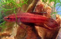 Betta coccina