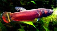 Betta Macrostoma, from Brunei,Sarawak (VULNERABLE) paling mahal and paling cantik sekali
