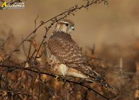 Merlin - Falco columbarius