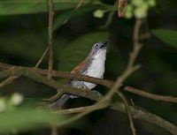 White-breasted Babbler - Stachyris grammiceps