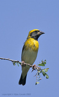 Baya Weaver - Ploceus philippinus