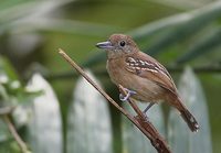 Western Slaty Antshrike (Thamnophilus atrinucha) photo