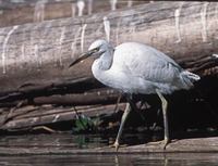 Dimorphic Egret (Egretta dimorpha) photo