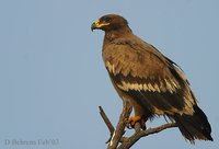 Steppe Eagle - Aquila nipalensis