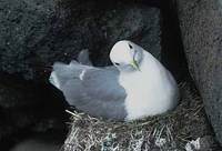 Black-legged Kittiwake (Rissa tridactyla) photo