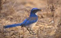 Western Scrub-Jay (Aphelocoma californica) photo