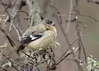 White-collared Seedeater (Sporophila torqueola) photo