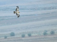 Spanish Imperial Eagle (Aquila adalberti) photo