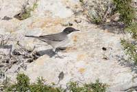 Orphean Warbler (Sylvia hortensis) photo