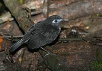 Immaculate Antbird (Myrmeciza immaculata) photo