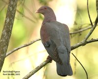 Red-billed Pigeon - Patagioenas flavirostris