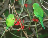 Plain Parakeet - Brotogeris tirica