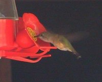 Calliope Hummingbird - Stellula calliope