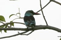Blue-breasted Kingfisher - Halcyon malimbica