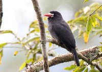 White-fronted Nunbird - Monasa morphoeus