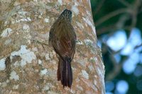 Planalto Woodcreeper - Dendrocolaptes platyrostris