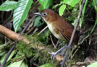 Yellow-breasted Antpitta - Grallaria flavotincta