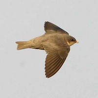 Plain Martin - Riparia paludicola