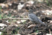 Tickell's Thrush - Turdus unicolor