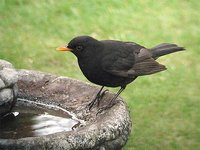 Eurasian Blackbird - Turdus merula