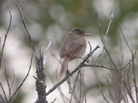 Madagascar Swamp-Warbler - Acrocephalus newtoni