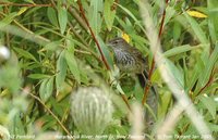 Fernbird - Megalurus punctatus