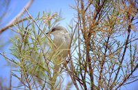 Lesser Whitethroat - Sylvia curruca