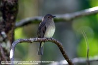 Gray-chested Jungle-Flycatcher - Rhinomyias umbratilis