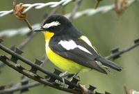 Korean Flycatcher - Ficedula zanthopygia