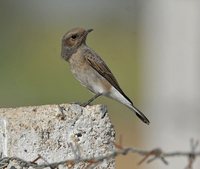 Variable Wheatear - Oenanthe picata